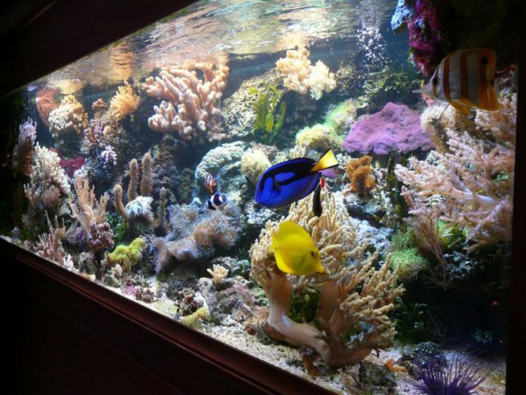 Mijn alternatief aquarium